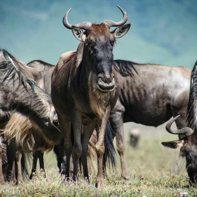 Caption